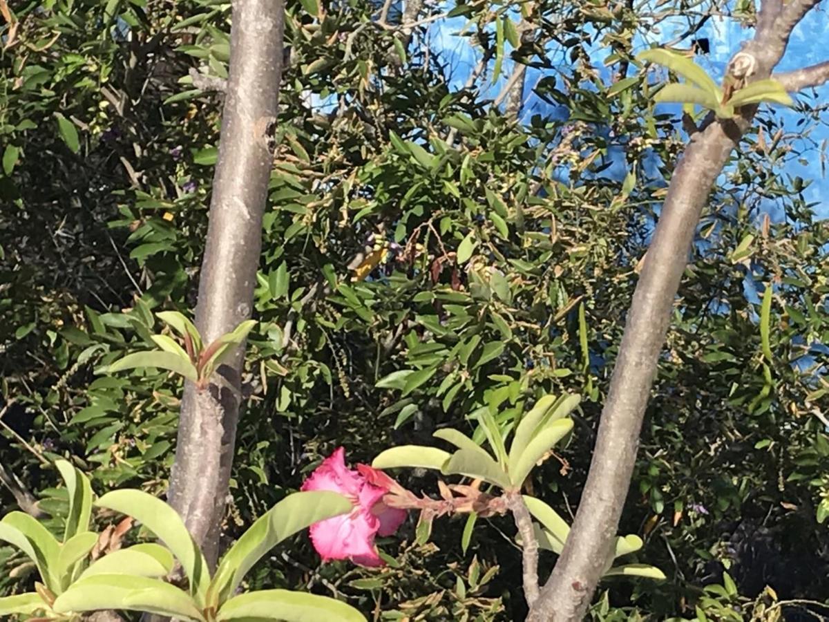 Encanto Das Flores Praia de Pipa Exterior photo