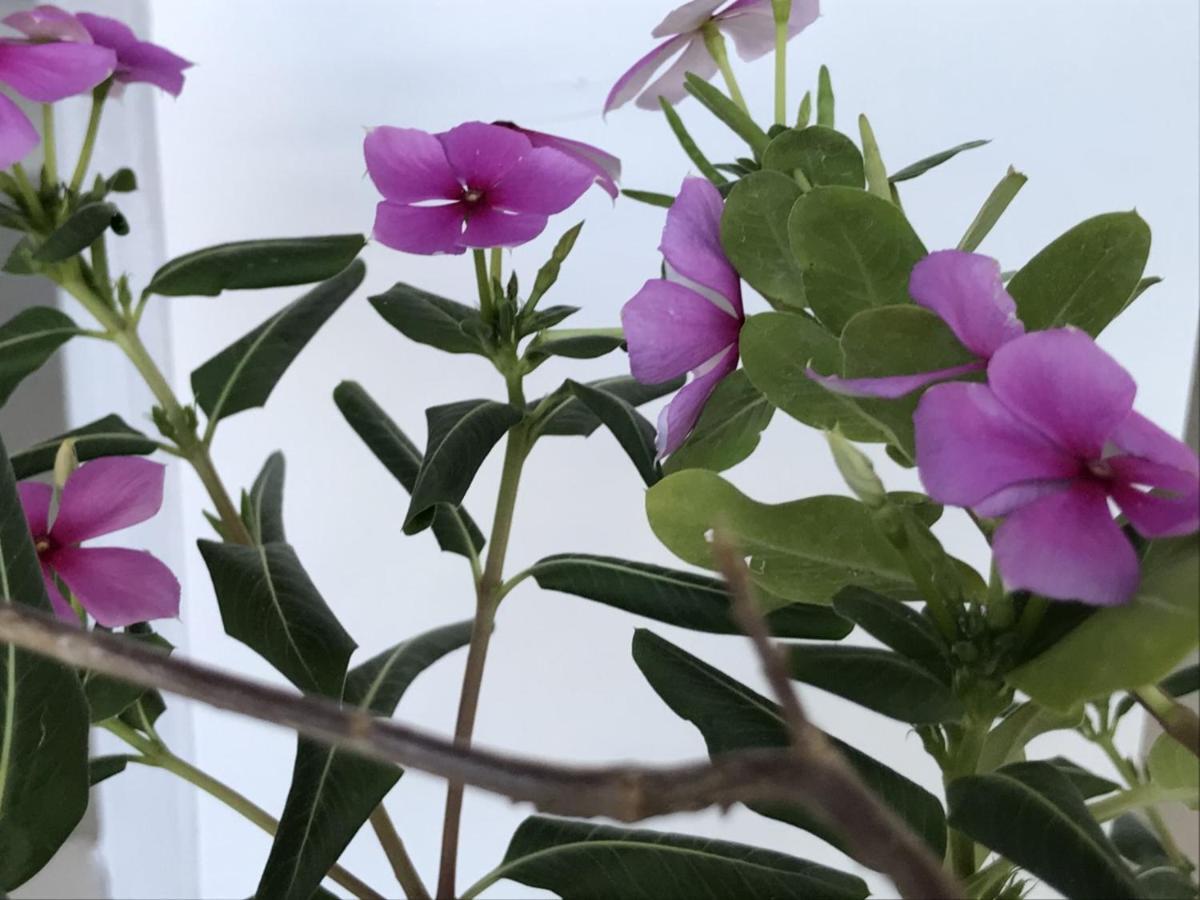 Encanto Das Flores Praia de Pipa Exterior photo